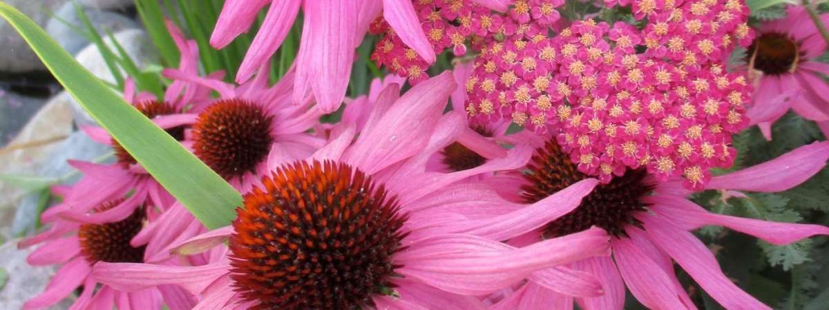 Design Combinations for Pollinators