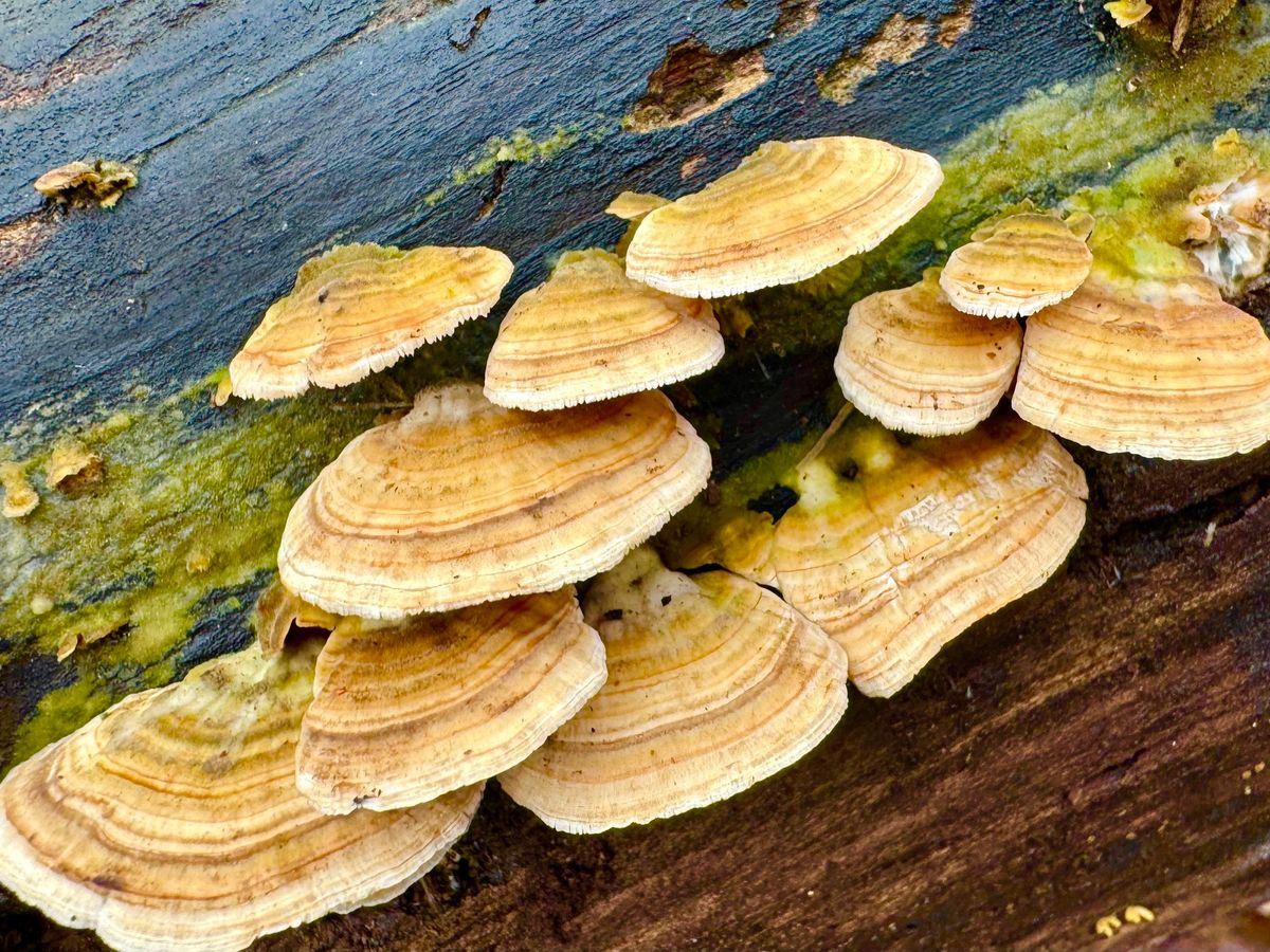 Mushroom Walk