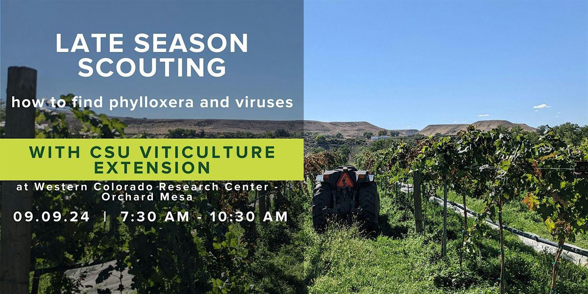 Late Season Scouting - how to find phylloxera & viruses