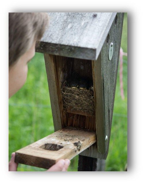  Birdhouse Building Workshop