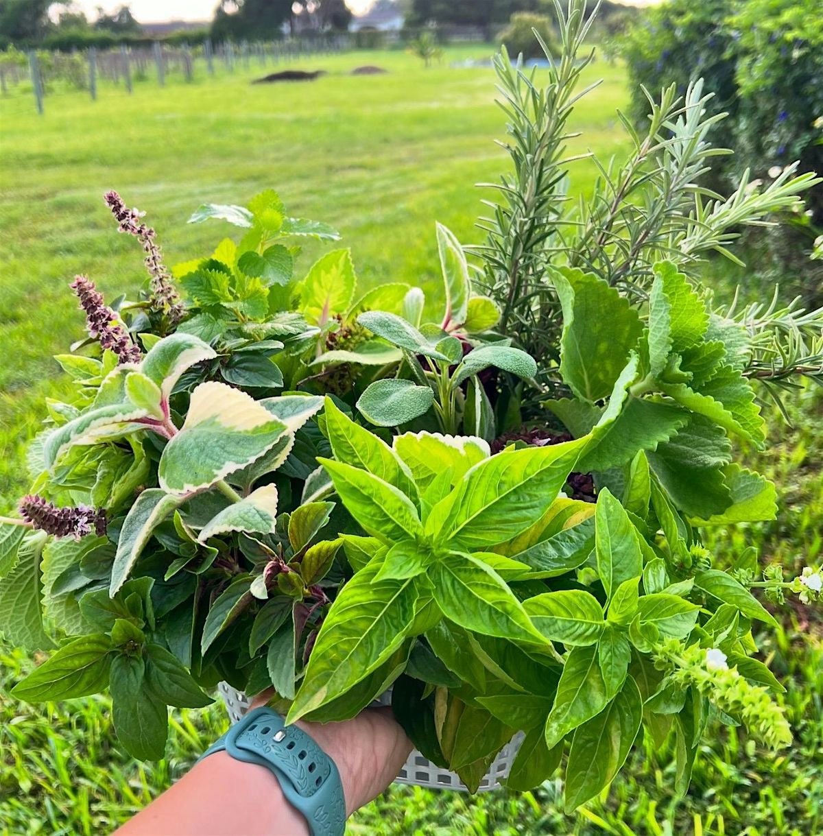 Herbs Gardening Class