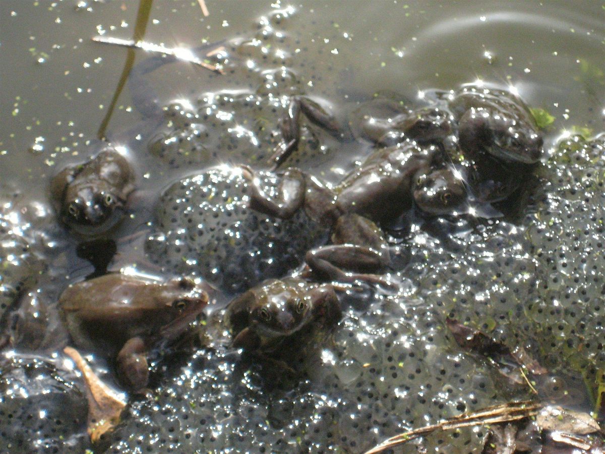 STAA Saturday Volunteering: Urban Nature, Pond management