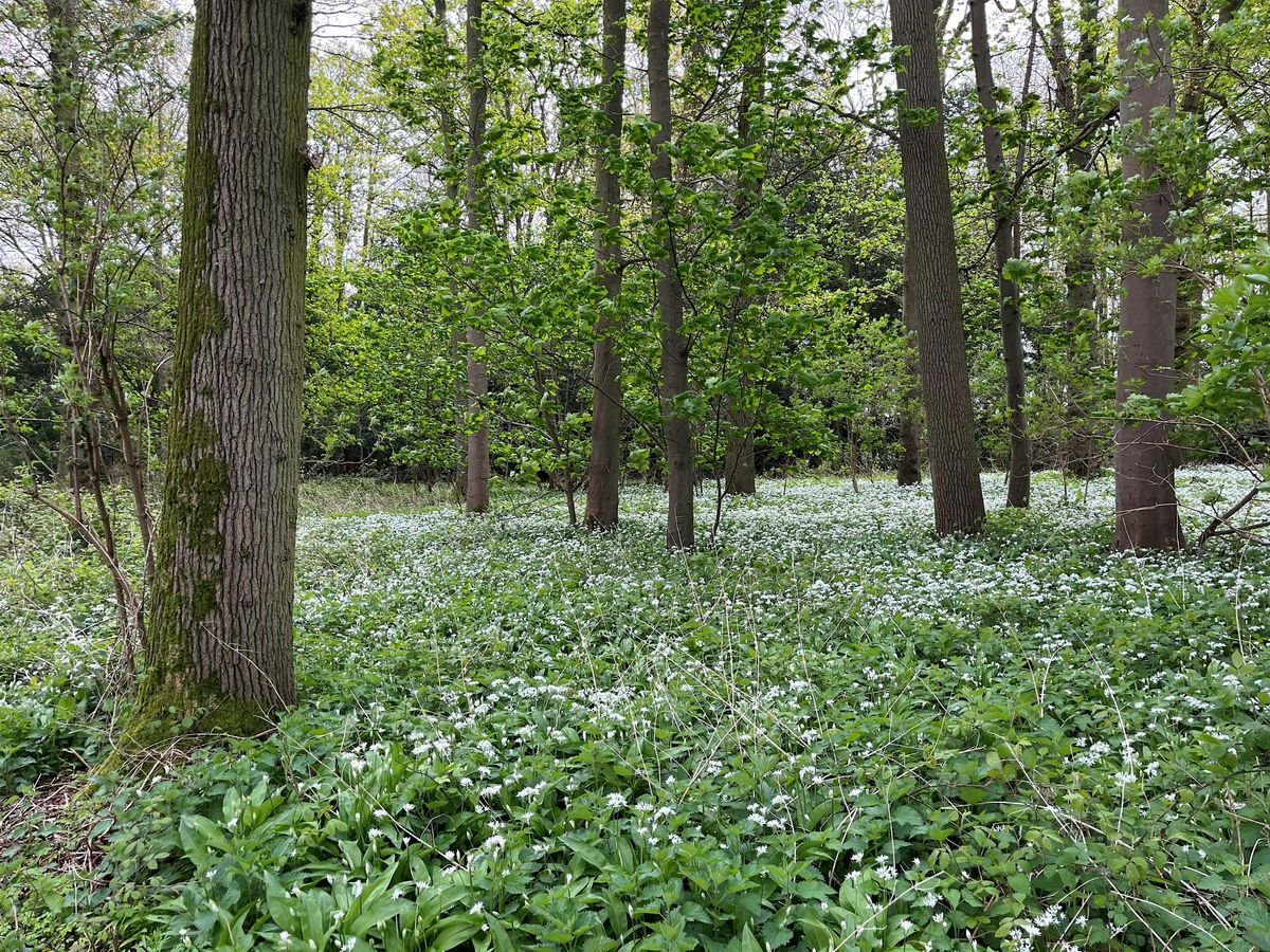 LincWoods Free Tree Pack Giveaway (Grantham)