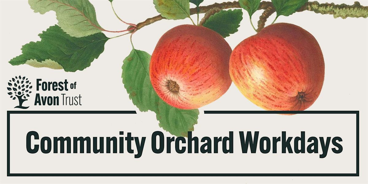 Bulb planting and Orchard maintenance