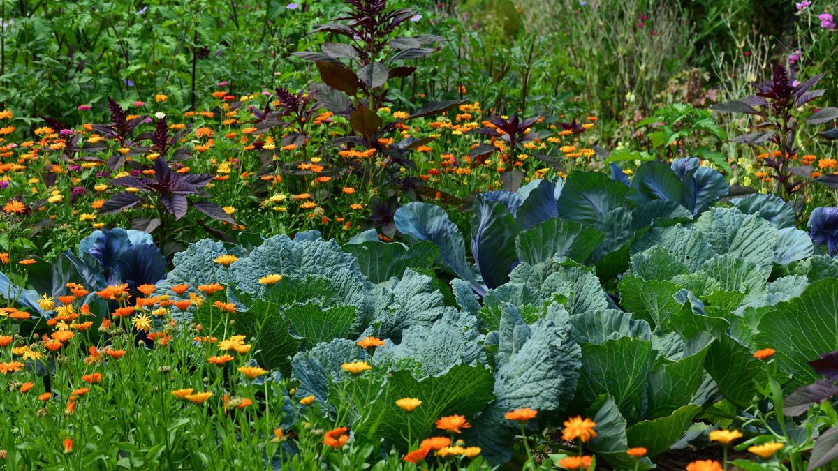 Companion Planting