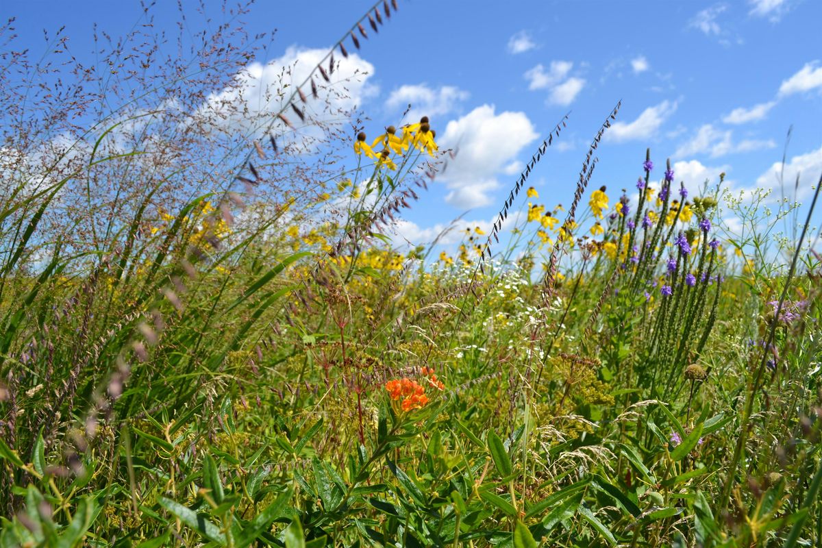 "Blooms of the Prairie" Tour at Pope Farm Conservancy