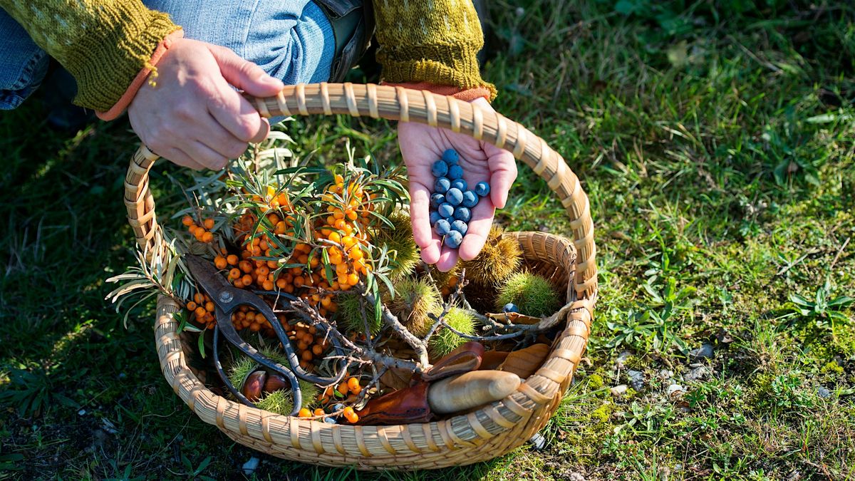 Foraging Diploma Level 3 \u2013 CPD Accredited