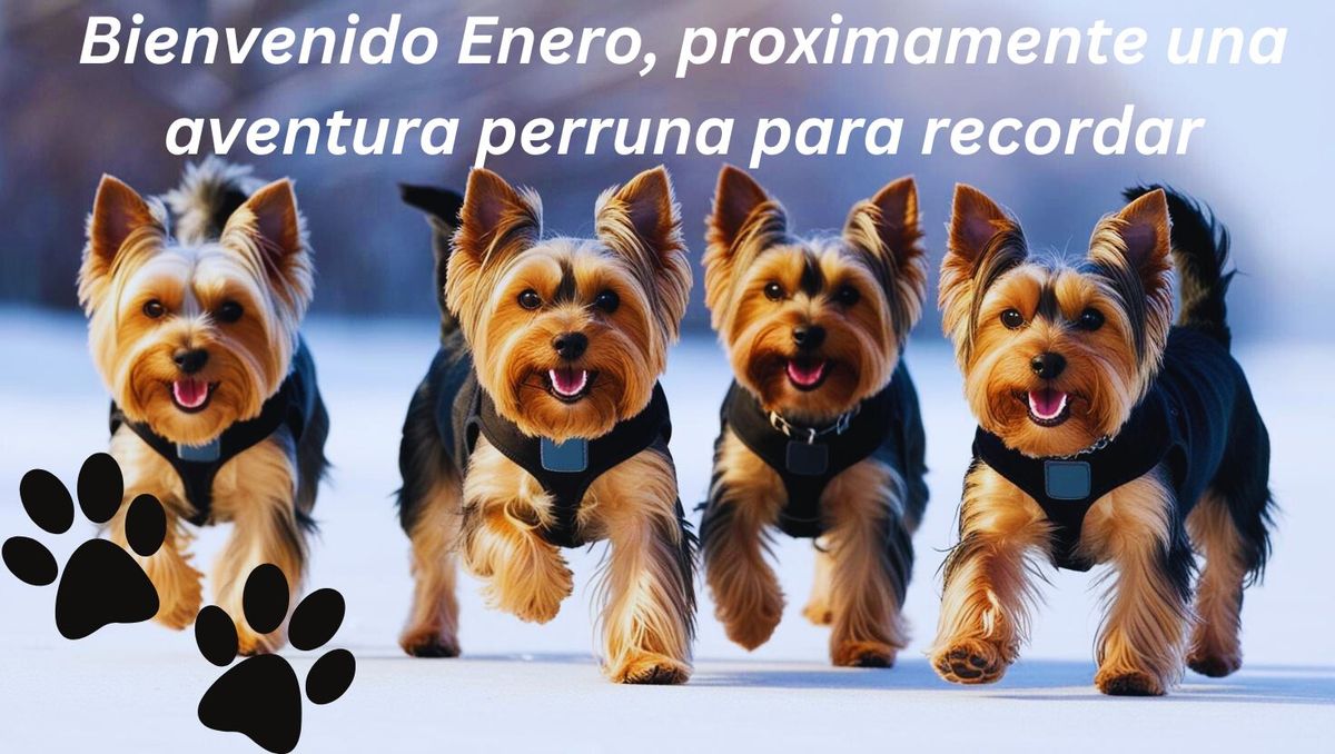 YorkieWalk Guadalajara 