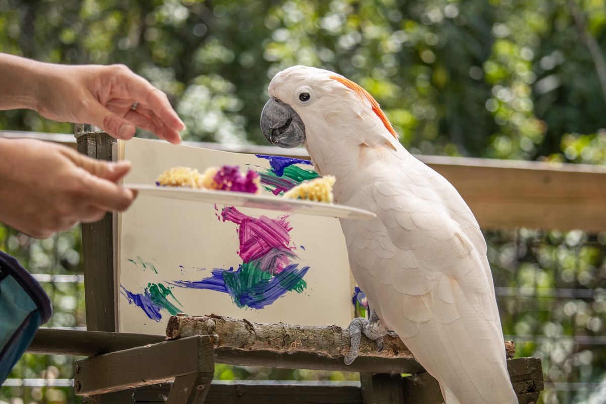 Bold Murals Happy Hour at Brevard Zoo