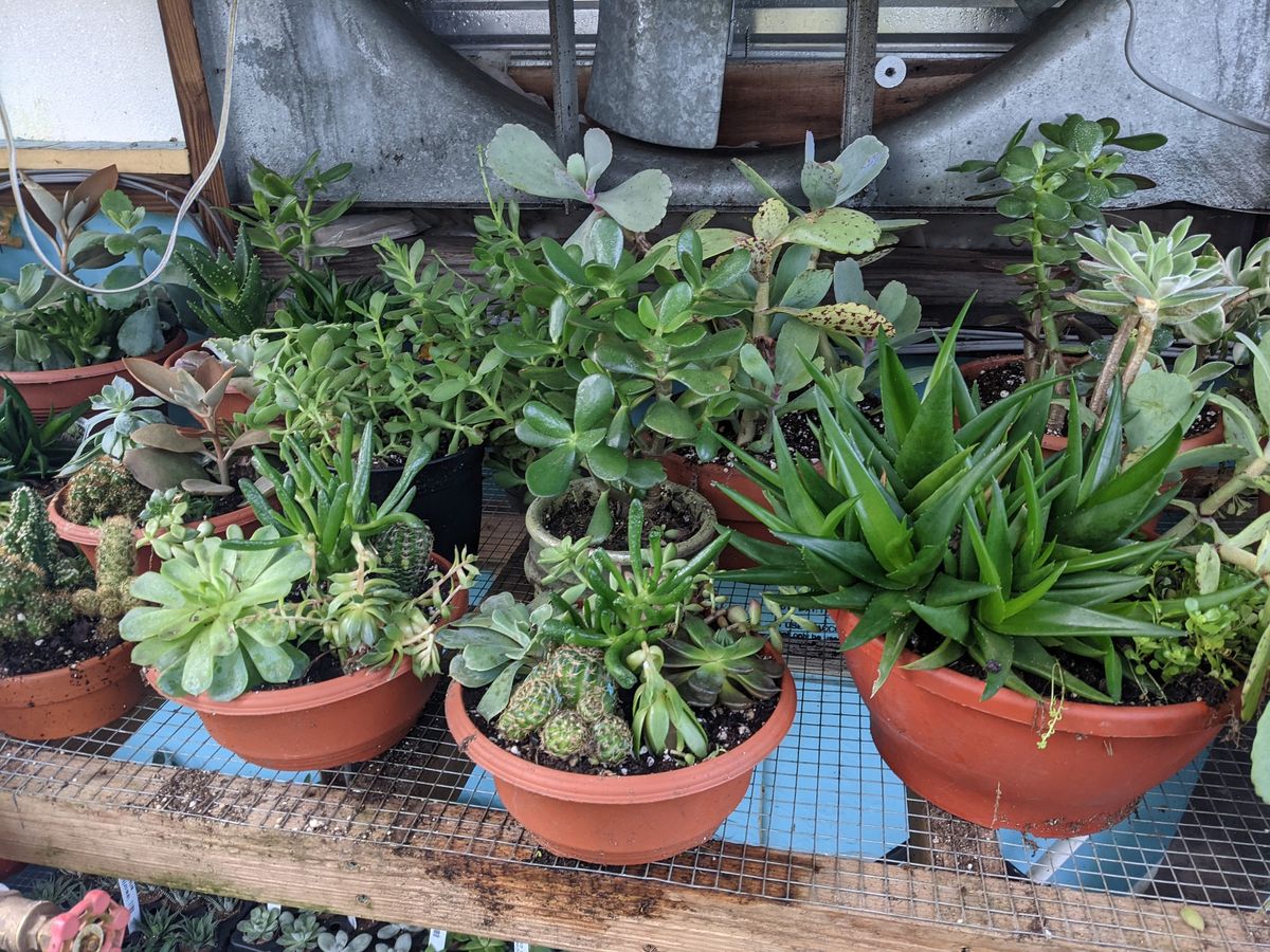 Succulent Garden Class