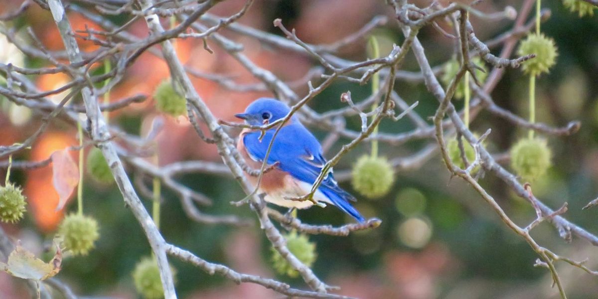 Spring Bird Walk - March 30