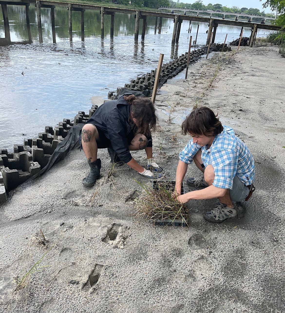 Help Plant a New Wetland!