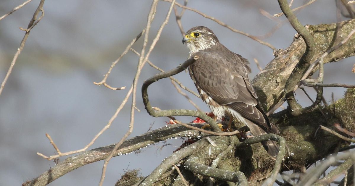 Bird Walk - Robert Porter Allen Natural Area