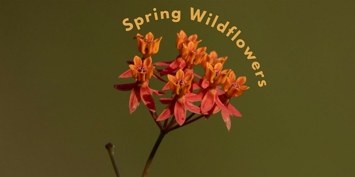 Spring Blooms at Sunset