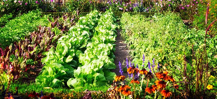 Free Gardening Class: Intro. to Vegetable Gardening 