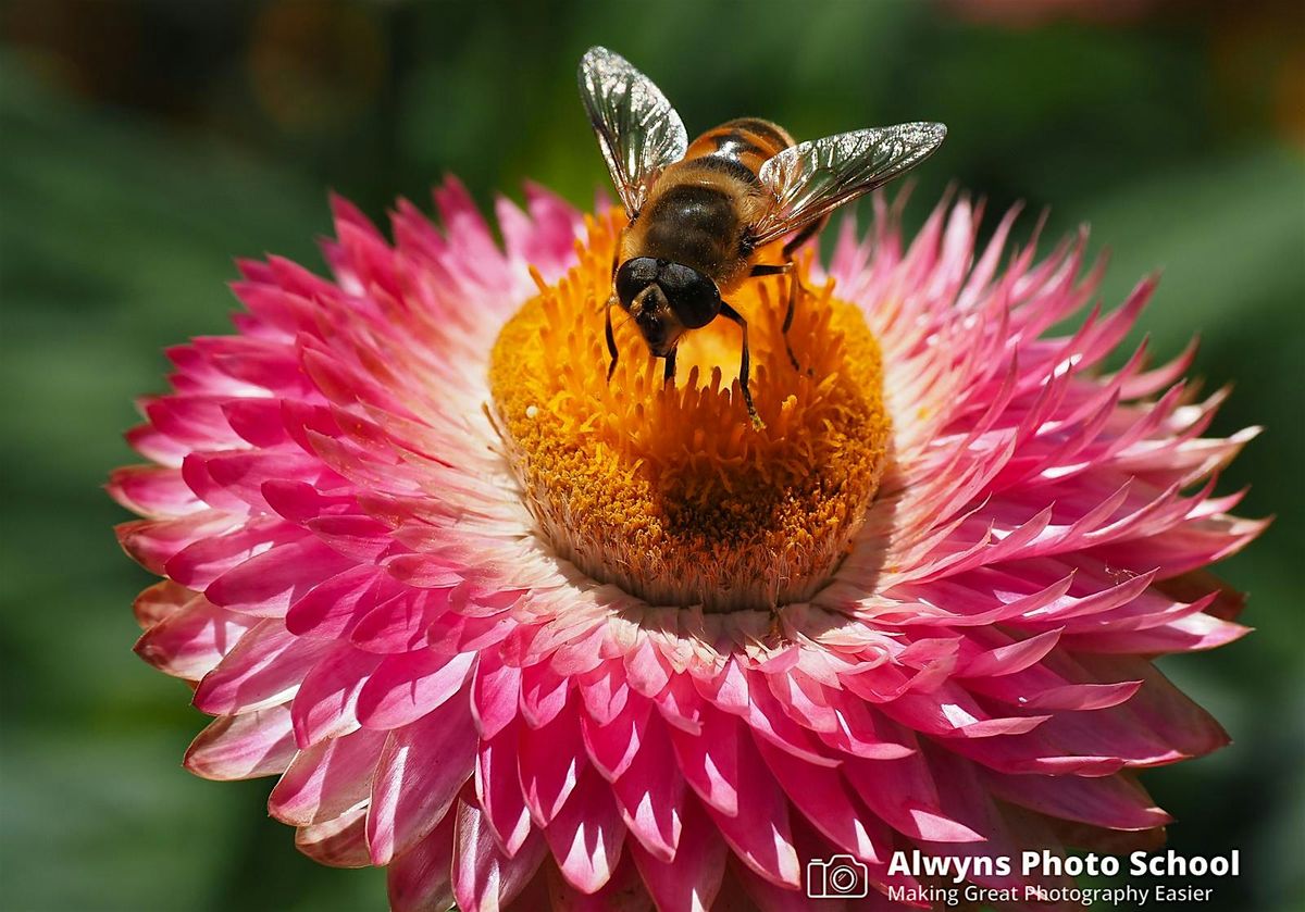 Flower and Garden Photography Course (Melbourne Gardens)