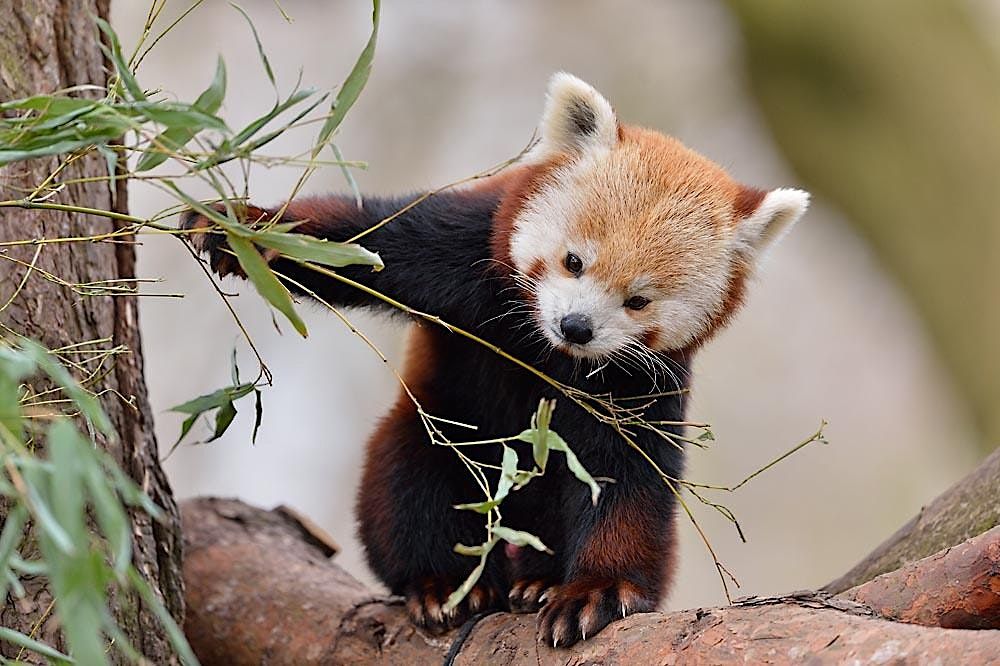 Edinburgh Zoo - Junior Nature Photography Workshop