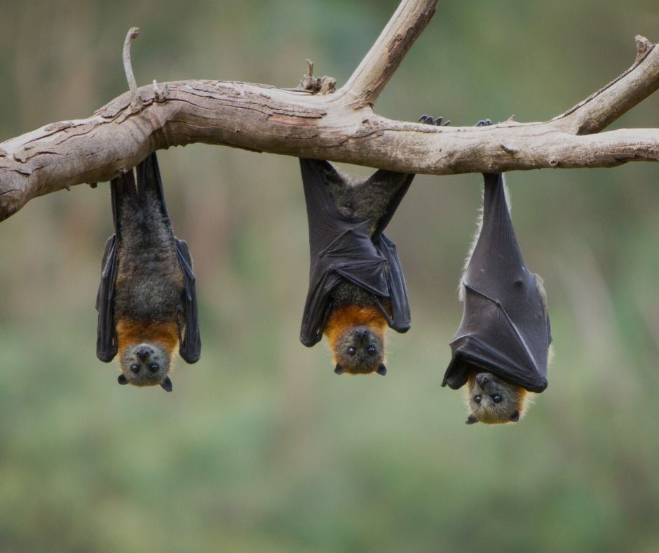 Vortrag im Zoo: Schutz heimischer Flederm\u00e4use