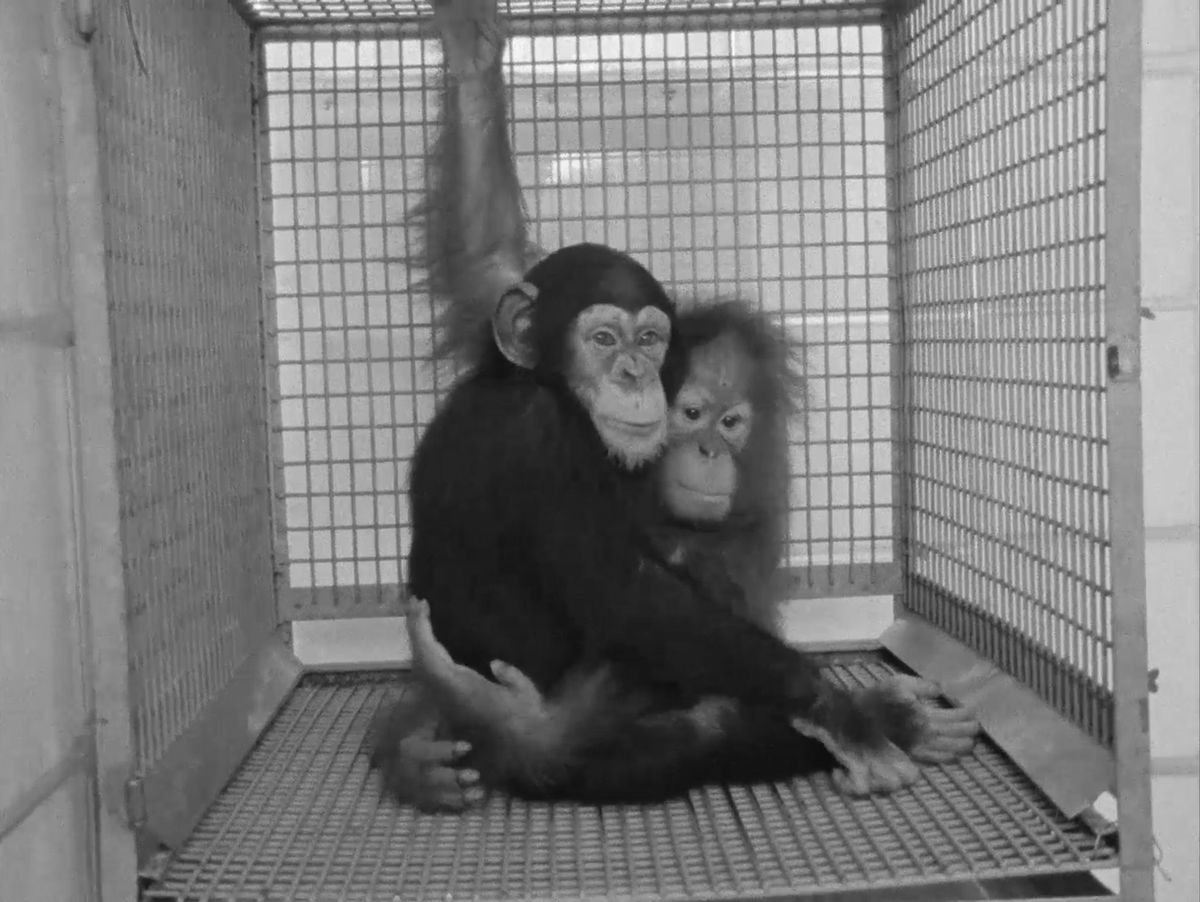 L'\u00c9v\u00e9nement Wiseman : PRIMATE, suivi d'une rencontre avec Mathieu Berthon