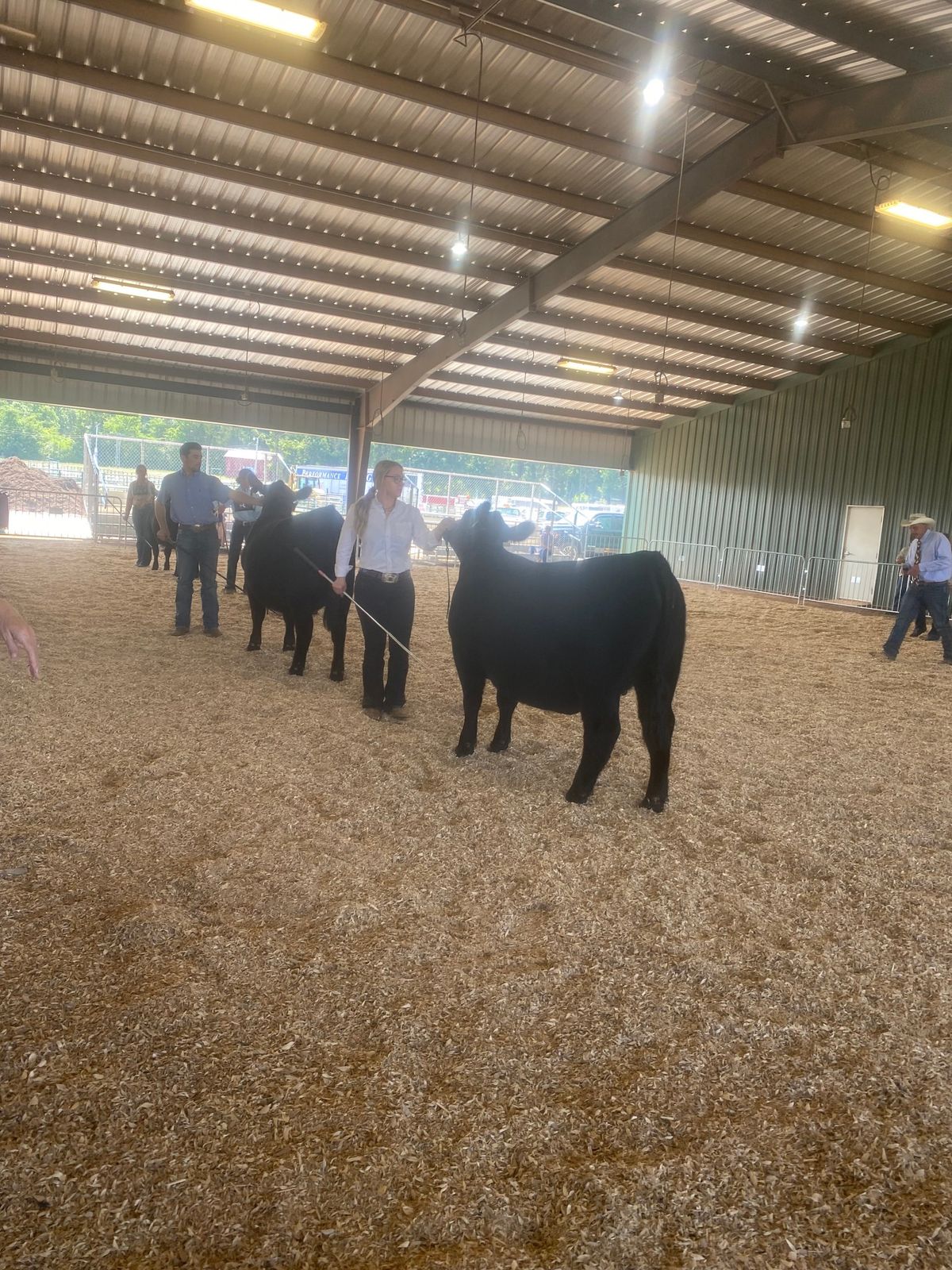 2024 Tennessee Angus  and Junior Preview Show 