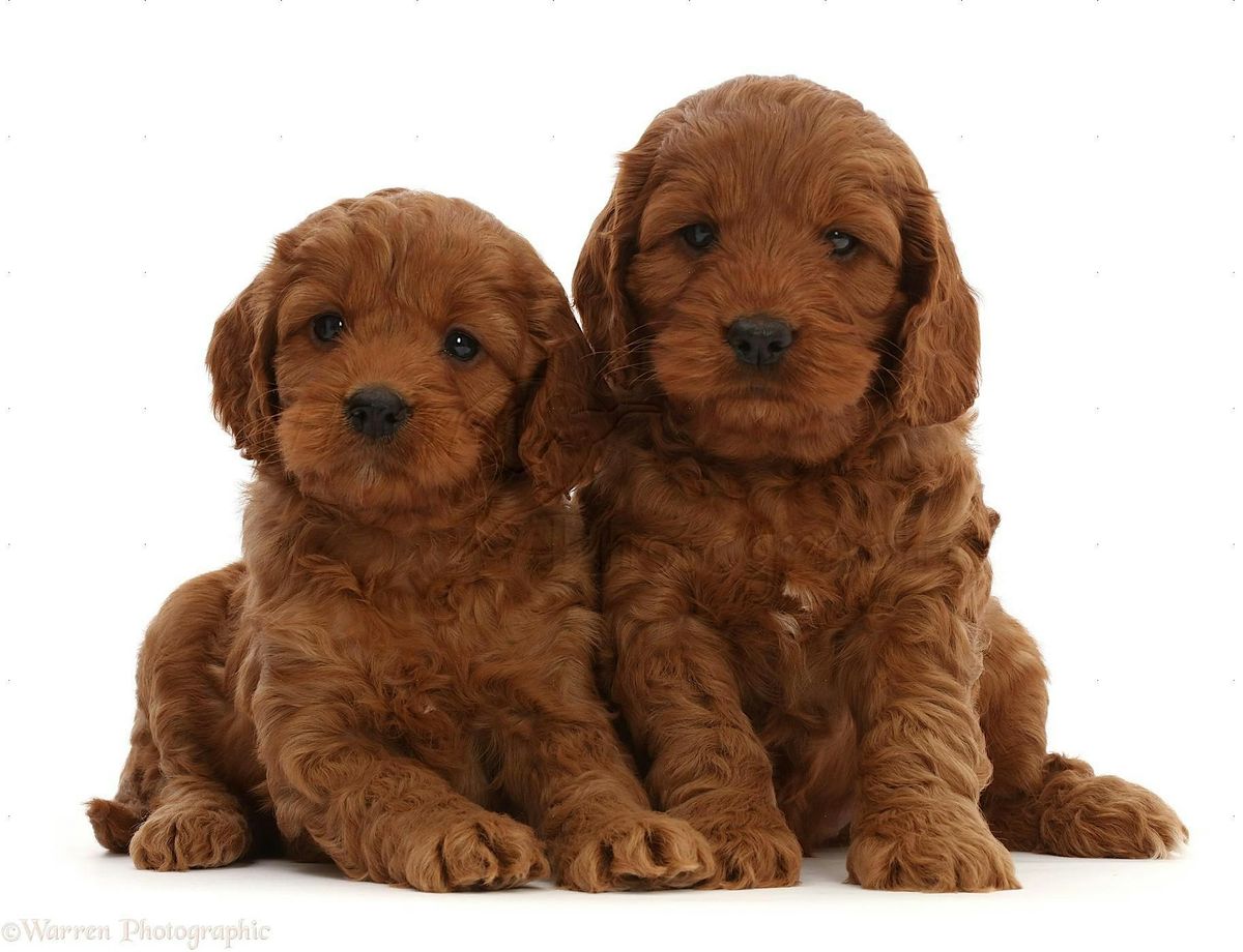 Play, Cuddle & Have Fun with ADORABLE COCKAPOO Puppies.  Enjoy a free Drink