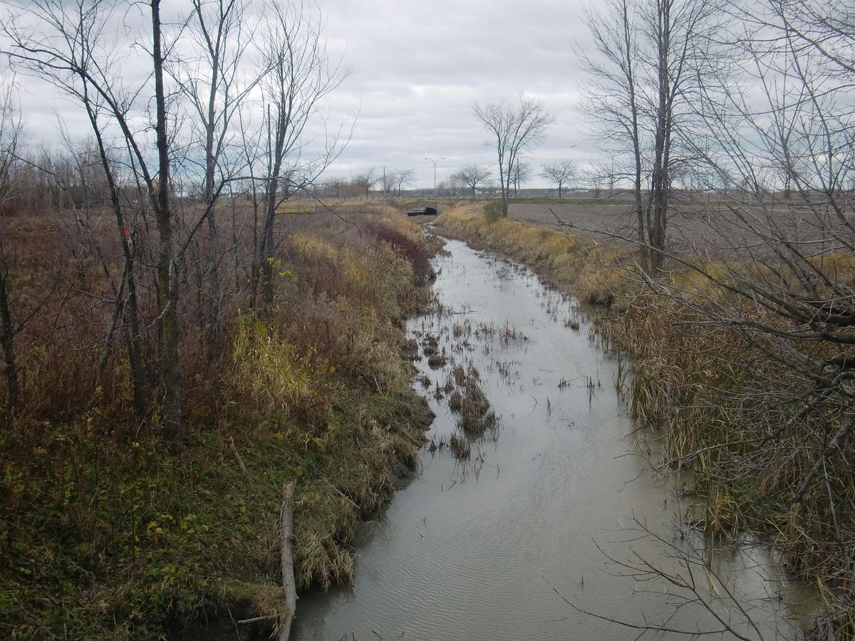 Plantation d'arbres et herbac\u00e9es au ruisseau Mass\u00e9, Longueuil