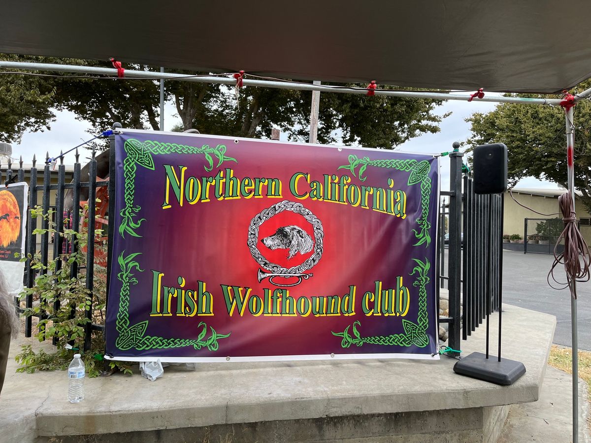 NORTHERN CALIFORNIA IRISH WOLFHOUND CLUB SPECIALTY