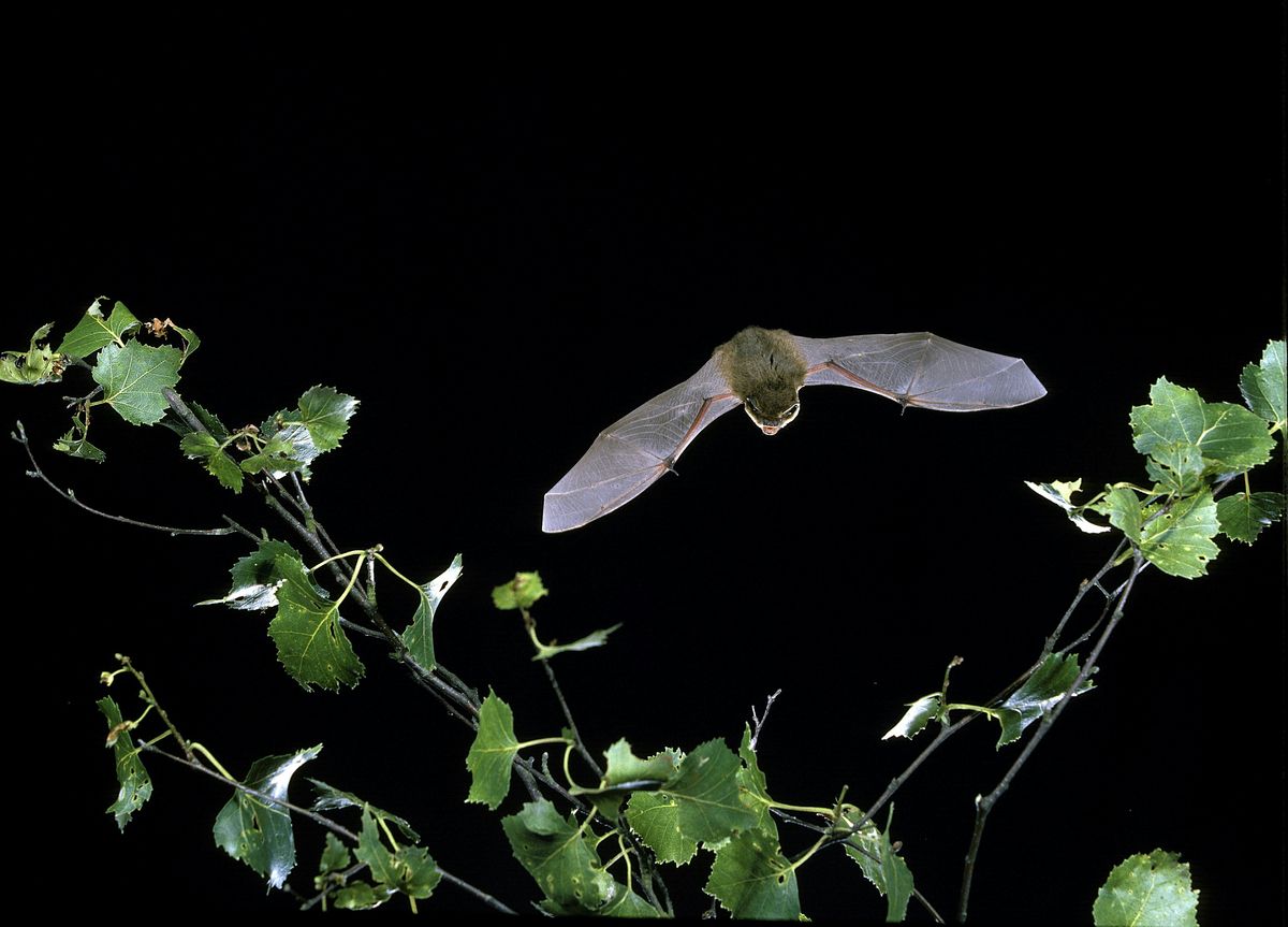 Bat Walk and Talk