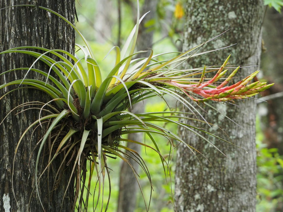 Bromeliad Treasures Wet Walk