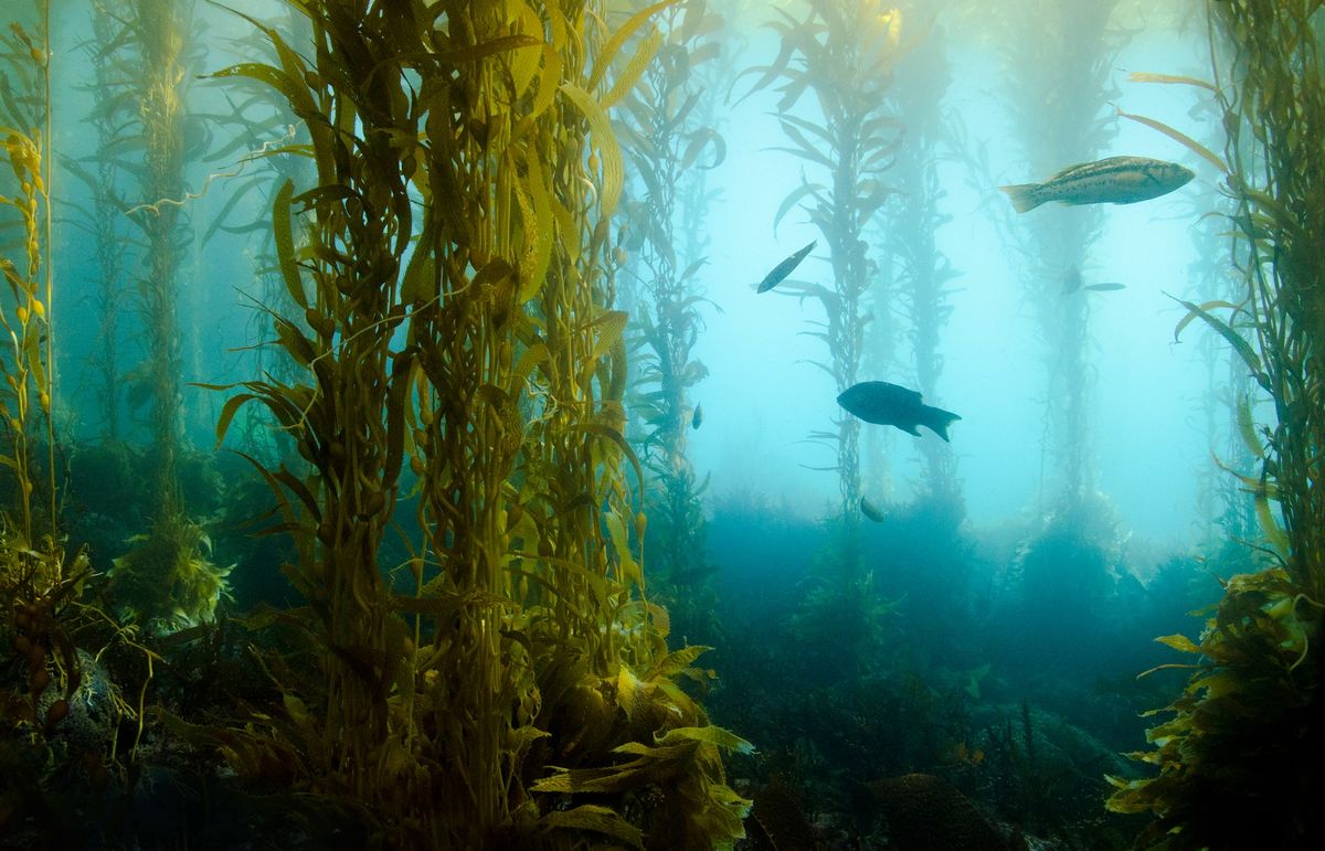 Underwater Forests