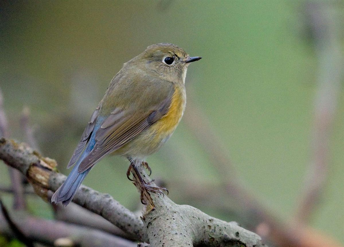 The mysteries of bird migration with Carl Chapman