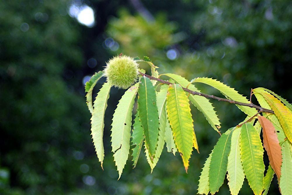 Meet a Remarkable Tree: Hope for the American Chestnut