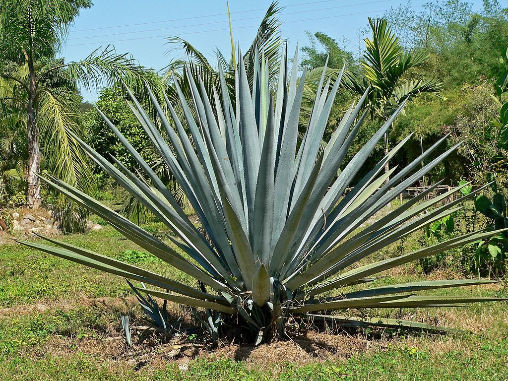 Tequila and Mezcal Tasting Class at NCC