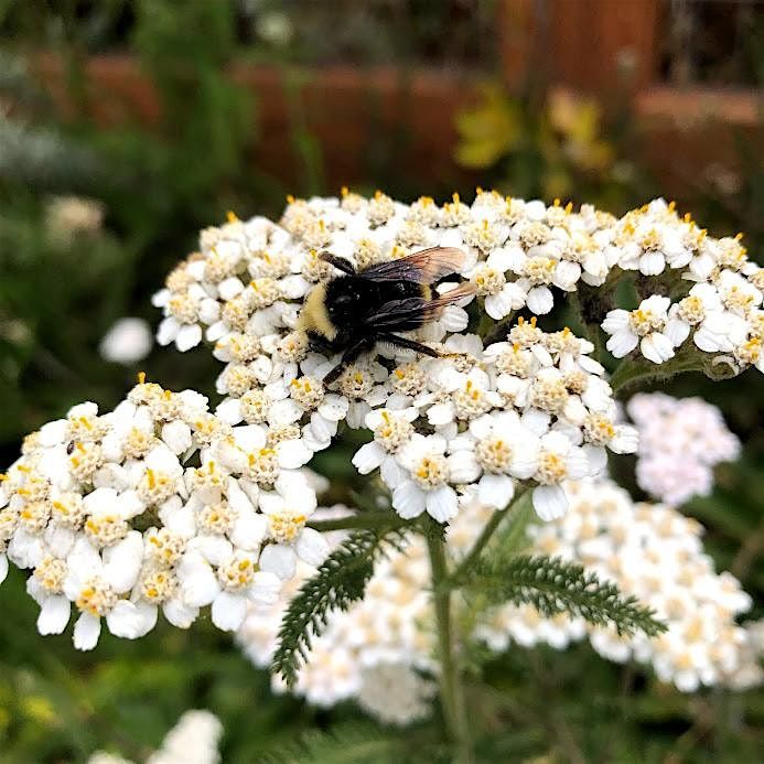 Ancient & Wise: San Francisco Native Herbs