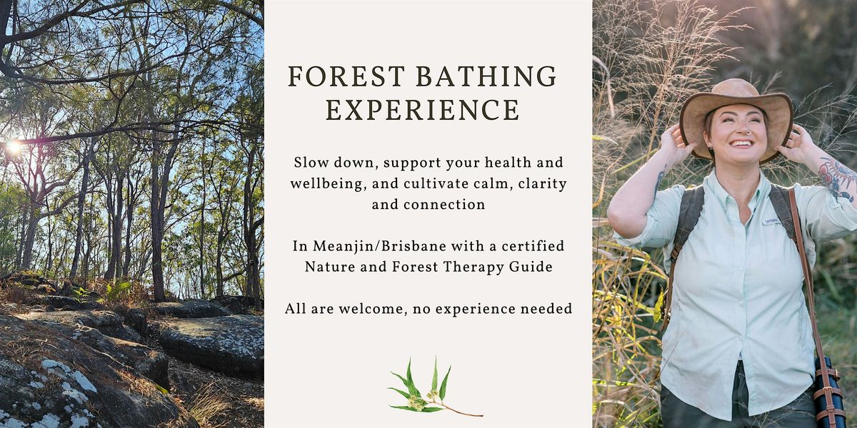 Forest Bathing experience - a mindful wander in Toohey Forest