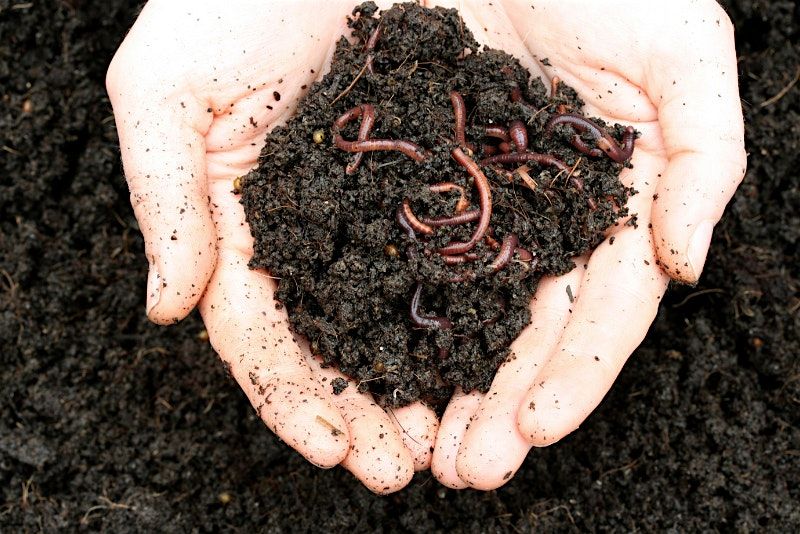 Thinking Green: worm farming in Lockridge