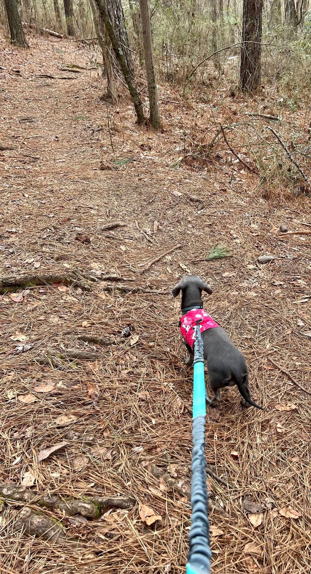 Doxie walk at Green Meadows Park.