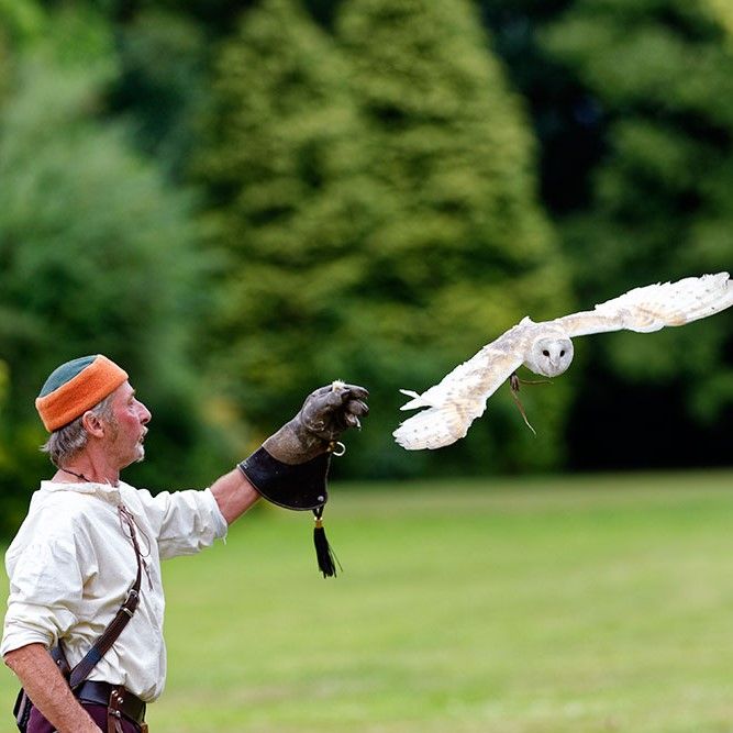 Falconry at the Castle