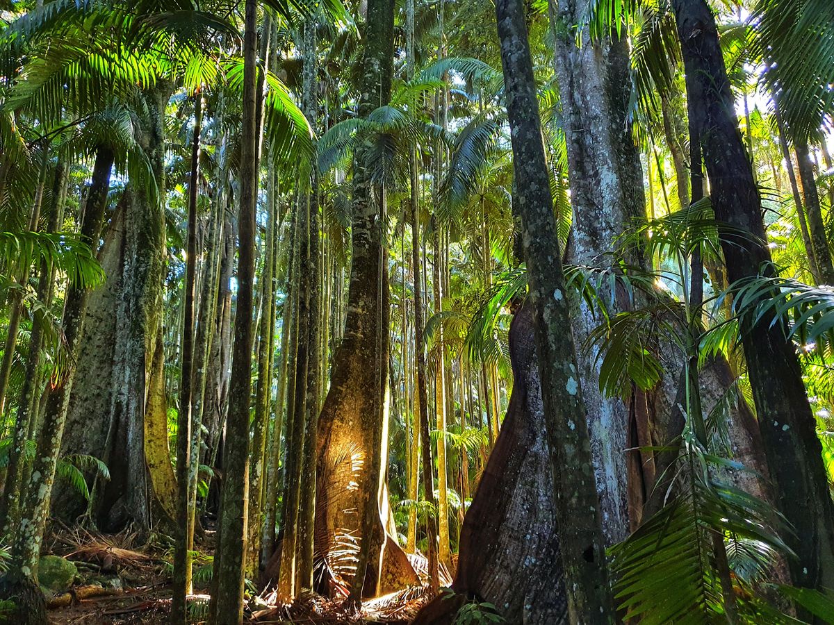 Forest Bathing and nature connection experience Mt Tamborine, Palm