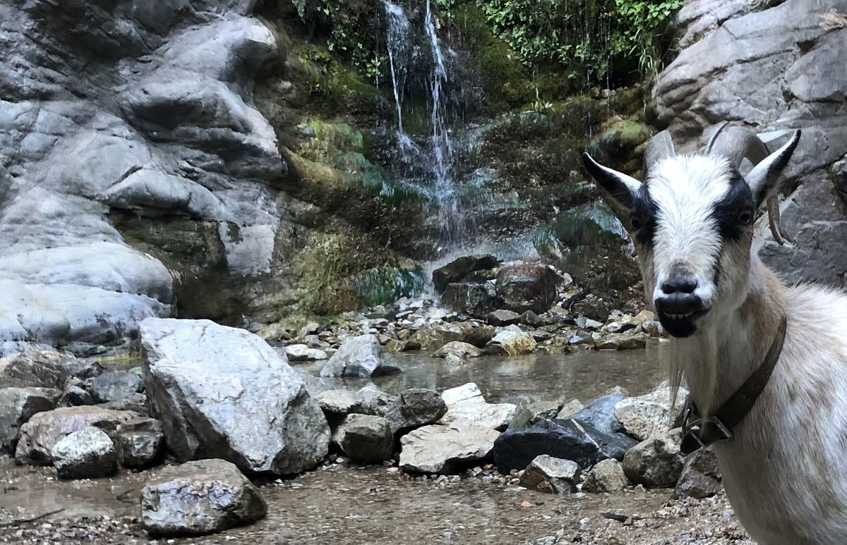 GOAT Waterfall Hike, Altadena, 26 June 2022