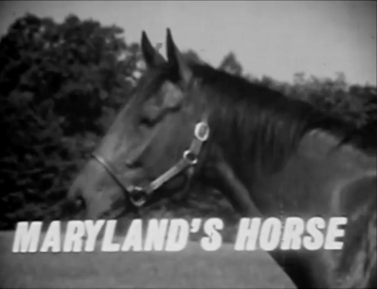 Film Showing: Maryland Horse