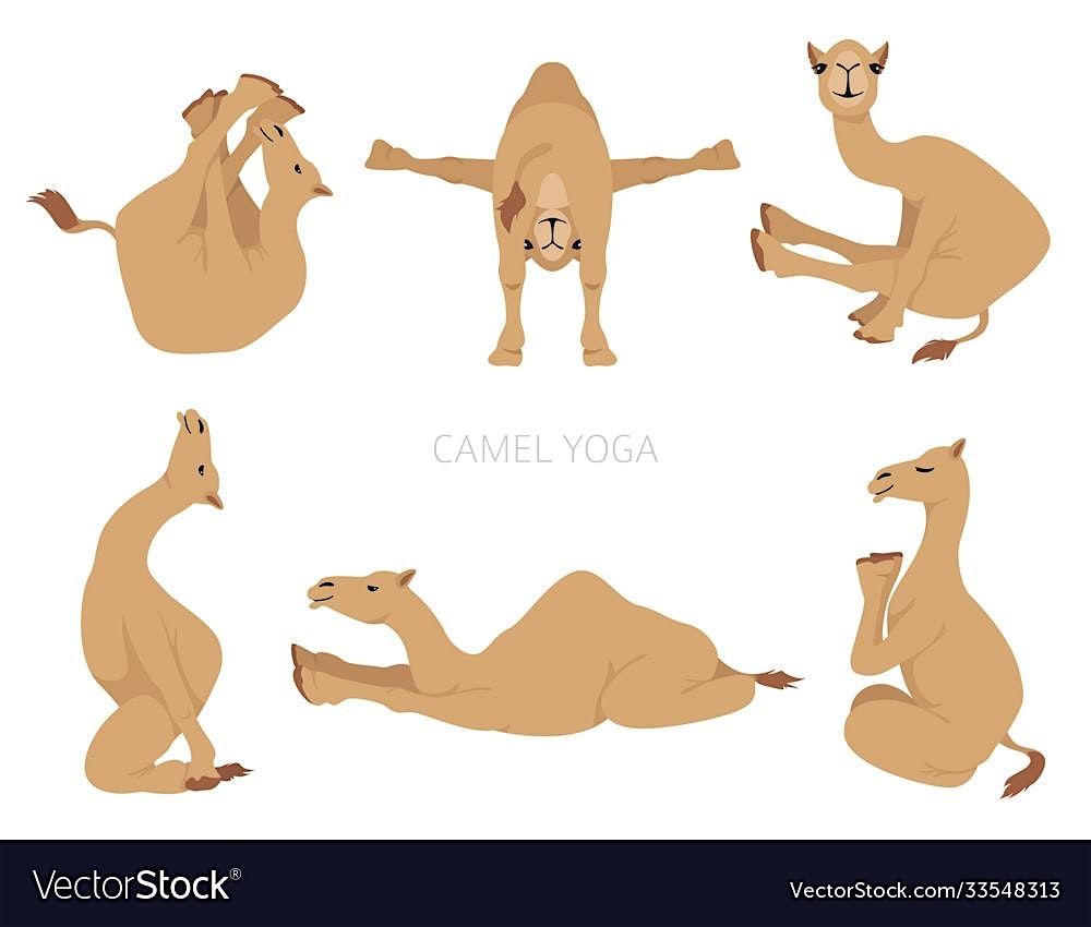 Yoga at the Zoo-Camel Deck