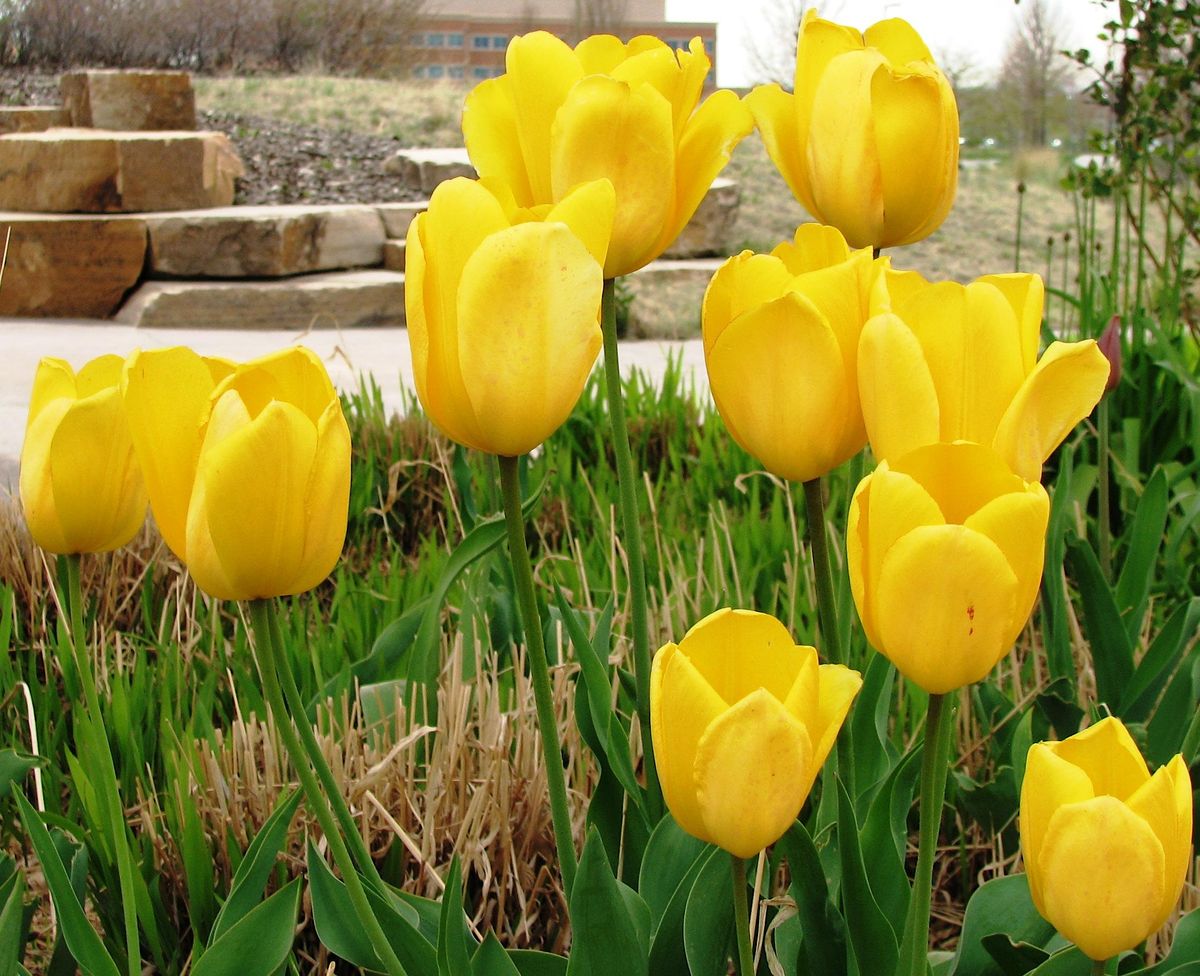 Aurora Water Conservation Class: Discover Water-wise Plants: Spring Tour