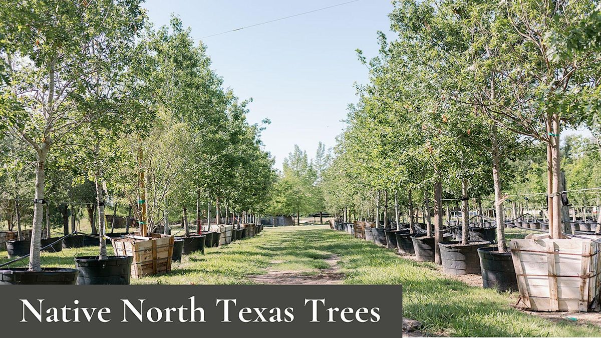 Native North Texas Trees