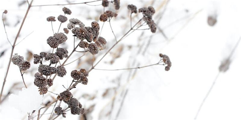 Habitat Advocate: Native Plants for Winter Interest and Wildlife