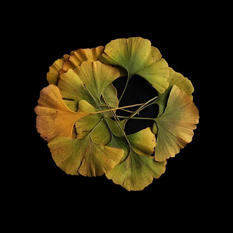 Outdoor Tree Mandala Series - September 21: Gingko