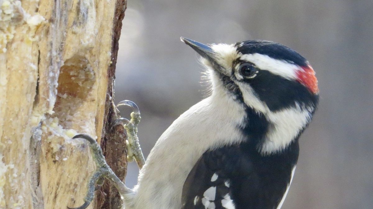 Great Backyard Bird Count