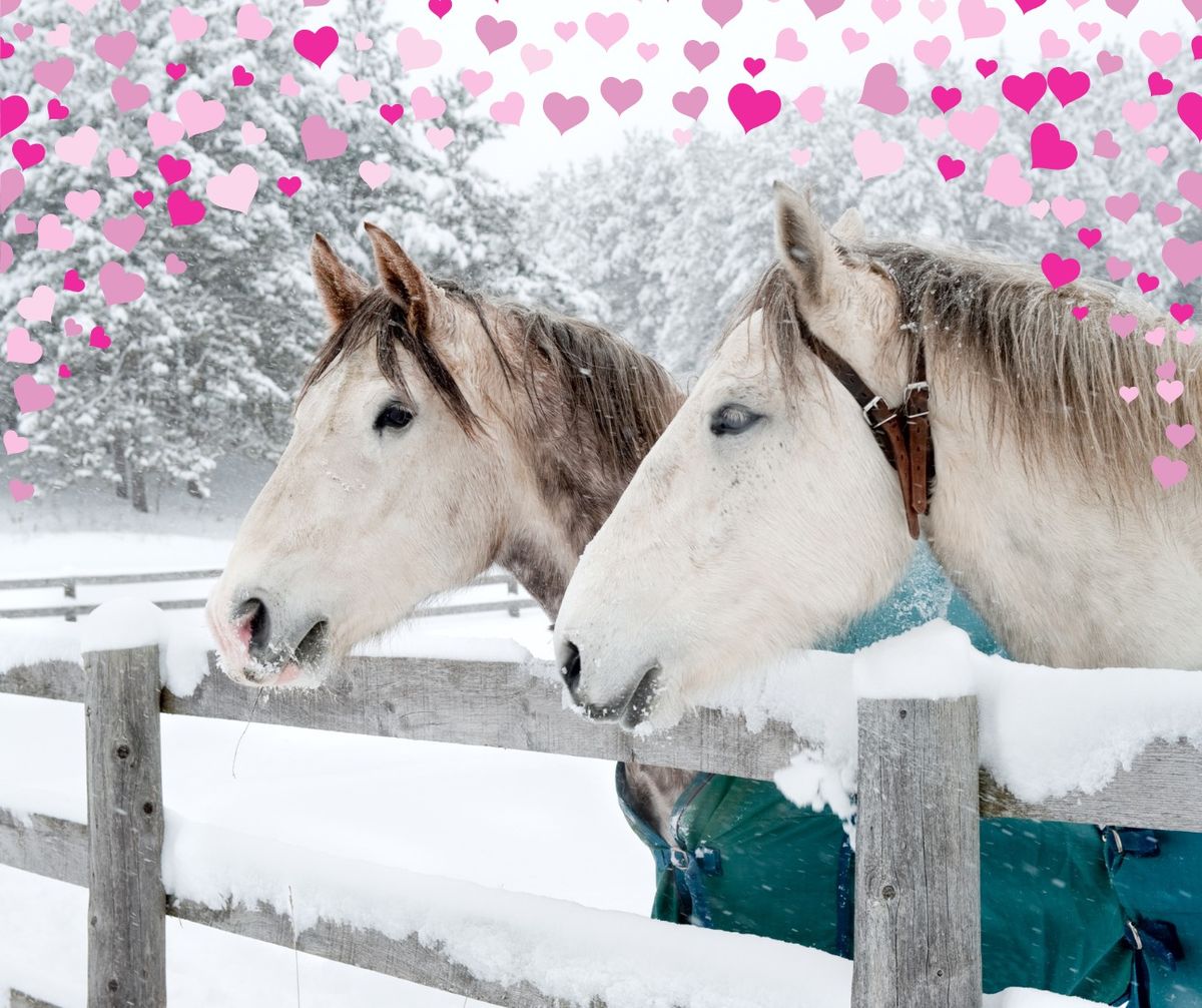 Valentine\u2019s Day Equine Adventure for Two!