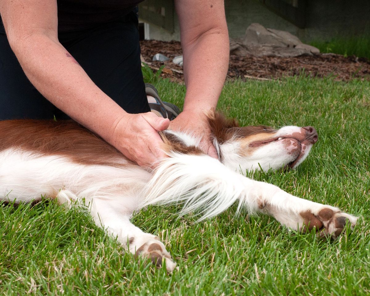 CN3040 - Caninology Canine Myofascial Release Techniques Level 1