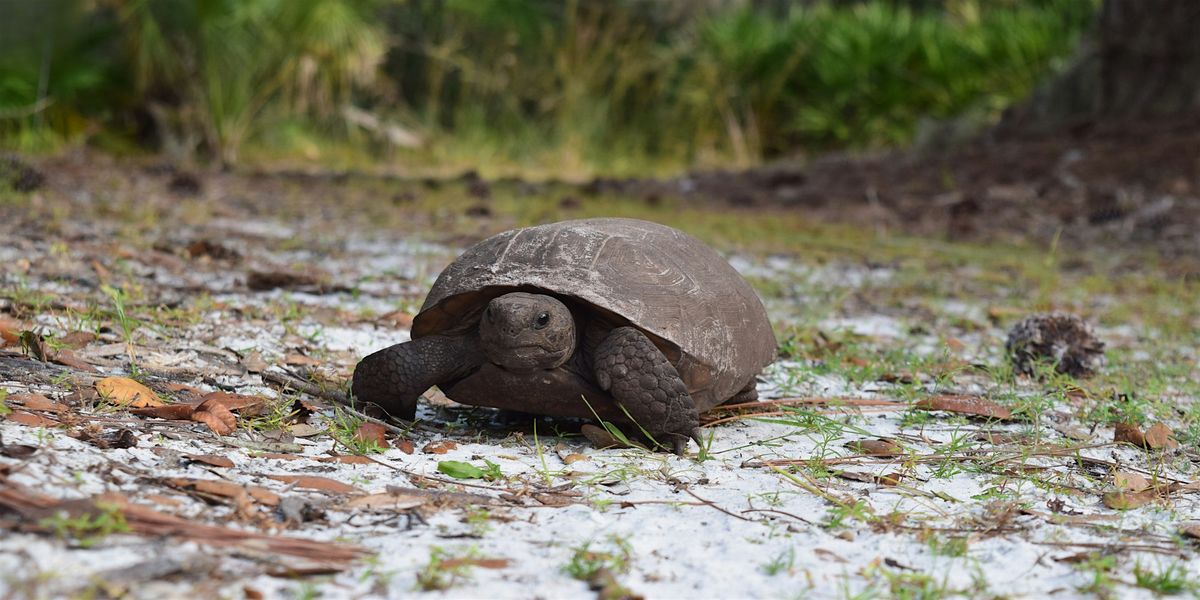 Gopher Tortoise Walk and Talk